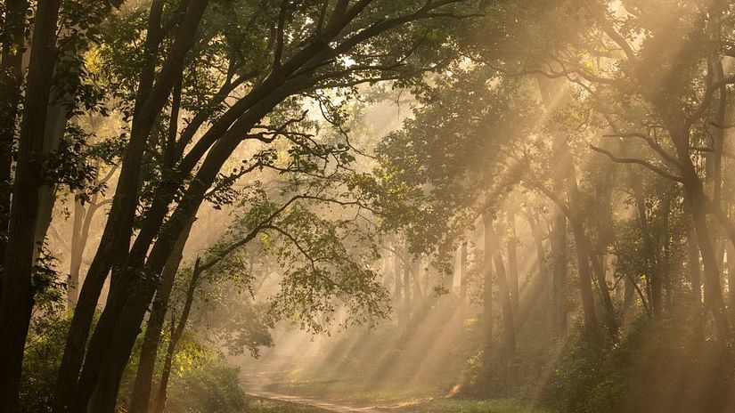 natural beauty of Dudhwa